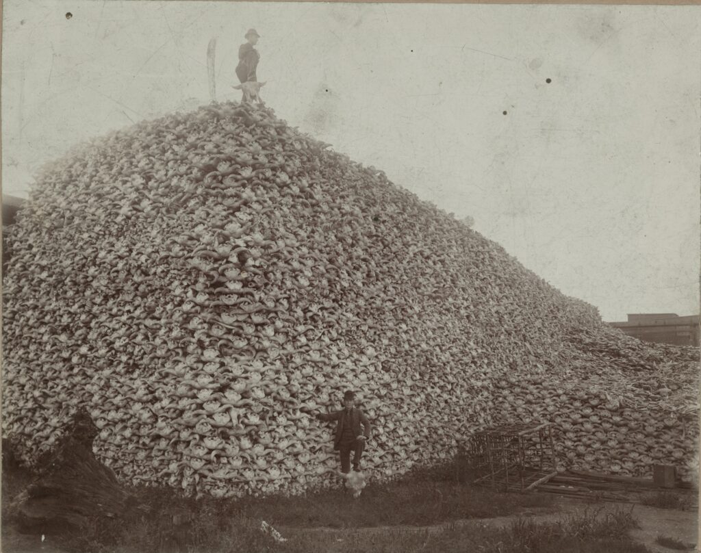 This mountain of bison bones were being prepared for processing at one of America's largest nineteenth century factories in Detroit, Michigan.